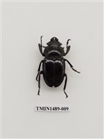 藏品(鬼艷鍬形蟲)的圖片